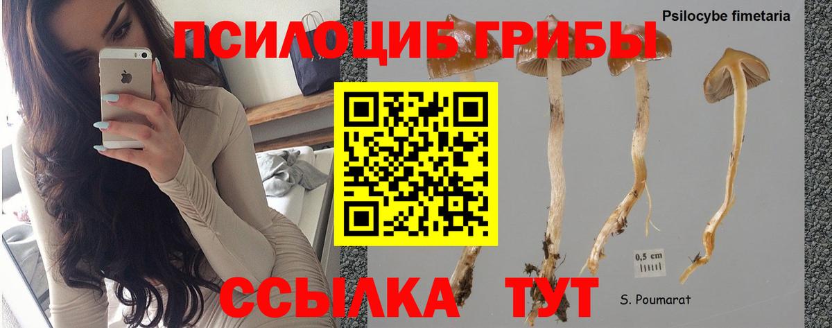 Галлюциногенные грибы Psilocybine cubensis Грязи